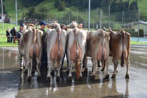 Finalistinnen Schneuterwahl ltere Melkkhe und Khe mit hoher Lebensleistung